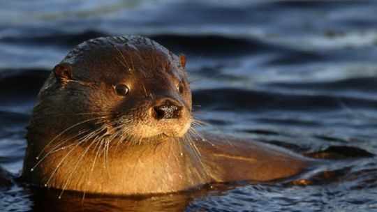 Córdoba: buscan declarar Monumento Natural a un animal en peligro de extinción