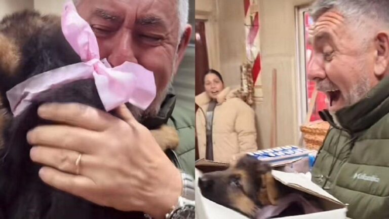 Le regalaron una perrita por el Día del Padre tras perder a su ovejero alemán: la reacción viral