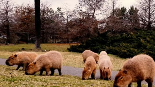 Buscan trasladar a los carpinchos del norte bonaerense a uns isla del Delta