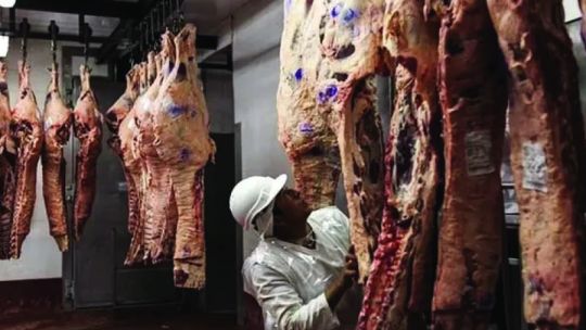 Ganadería en Corrientes: optimismo por la inminente baja de retenciones a la carne y expansión del búfalo