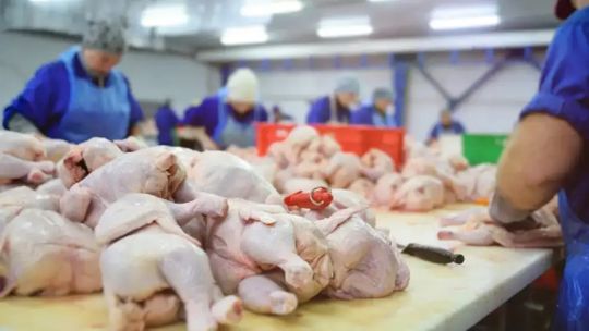 Acuerdo Mercosur – UE al sector avícola: Es una gran oportunidad de incrementar las exportaciones