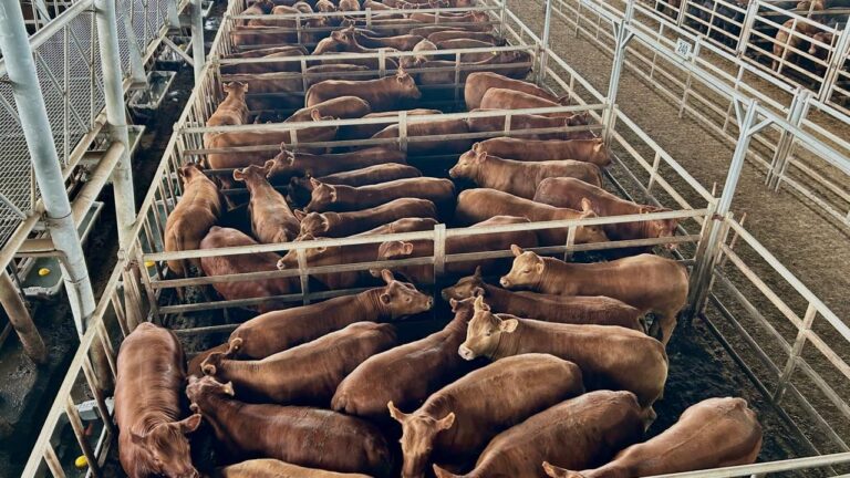 Vacunos: oferta muy moderada y precios con altibajos en el Mercado Agroganadero de Cañuelas