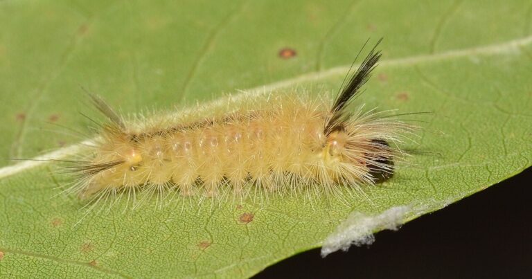 Oruga peluda de la polilla Tussock sobre una hoja, mostrando sus mechones característicos.