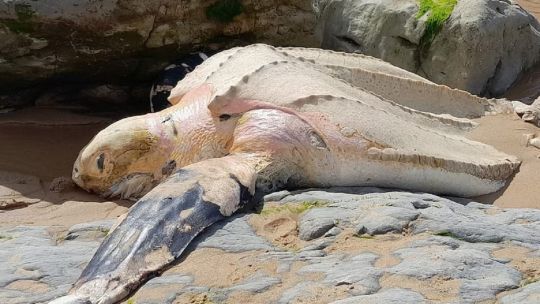 Tortuga laúd de gran tamaño en la playa de Cantabria, España.