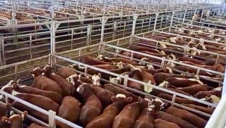 Operativa de compra y venta de ganado en el Mercado Agroganadero de Cañuelas.