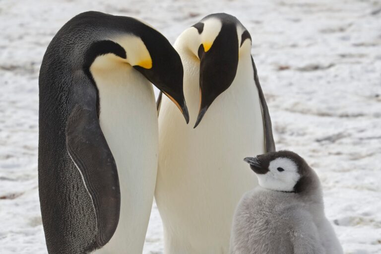 Grupo de pingüinos emperador sobre el hielo marino en la Antártida
