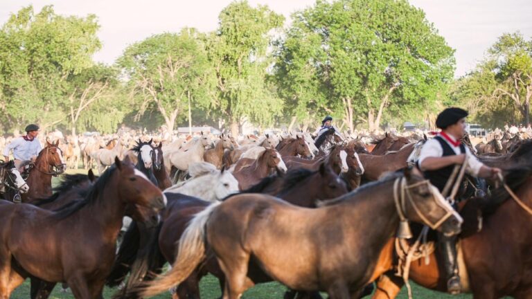 Tropilla de caballos durante un entrevero en el campo, homenaje a Don Segundo Sombra en San Antonio de Areco.